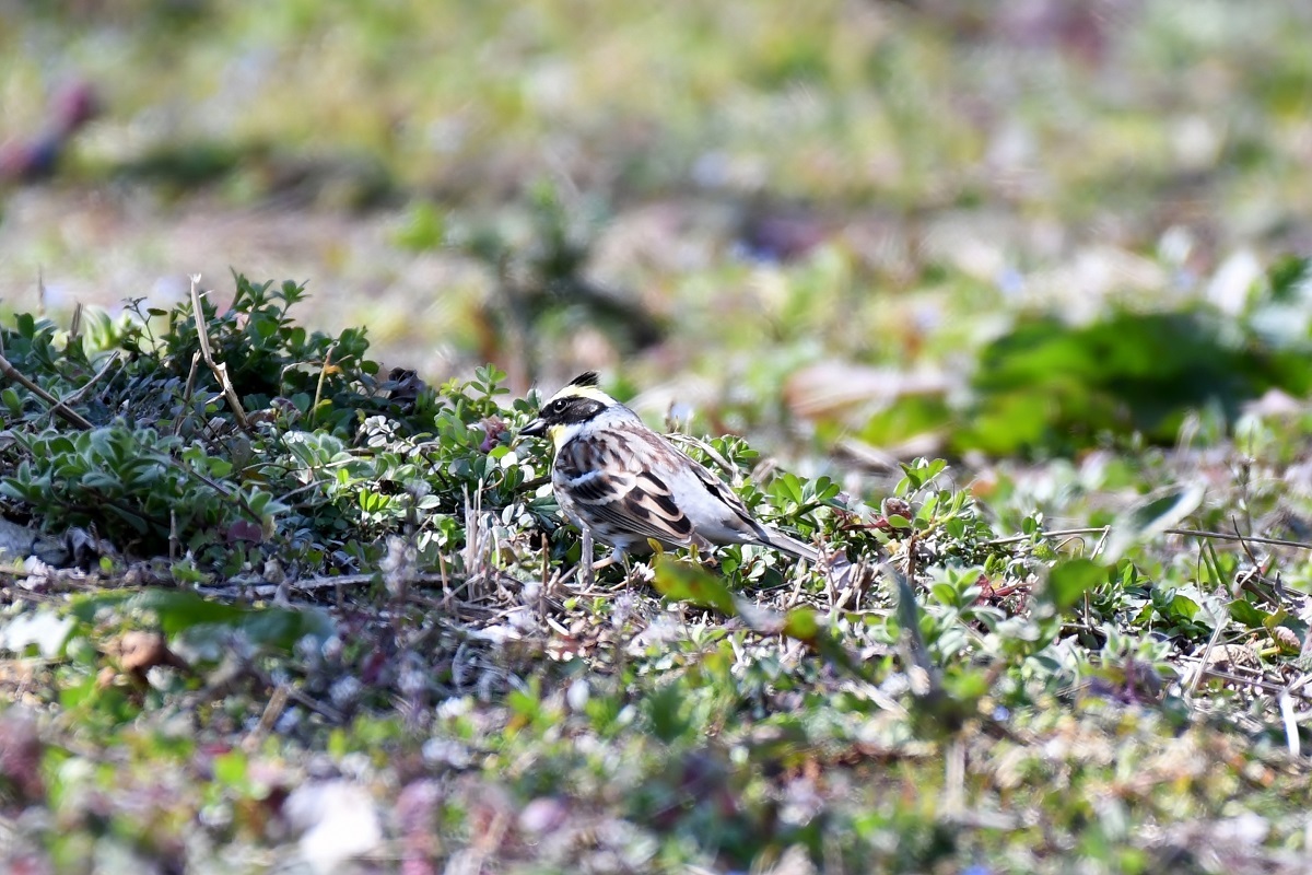 かんでかんでの梅園の野鳥_b0367008_15014749.jpg