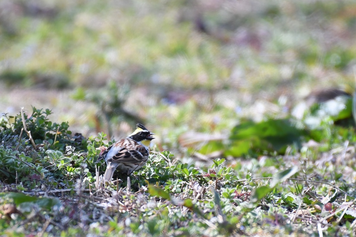 かんでかんでの梅園の野鳥_b0367008_15022777.jpg