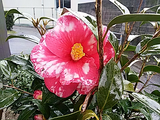 f0231709_21013.jpg