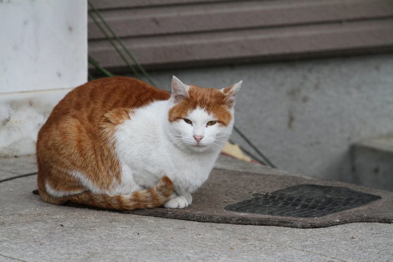 か～ちゃんの場所にチャト_a0190211_06350799.jpg