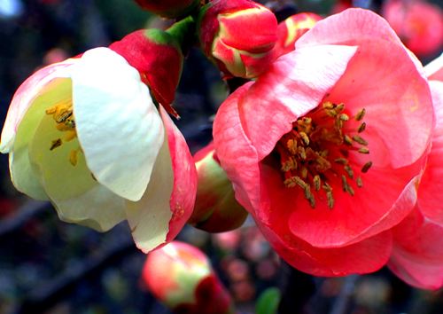 ボケの花　（３月８日　新宿御苑にて）_a0023315_22555813.jpg