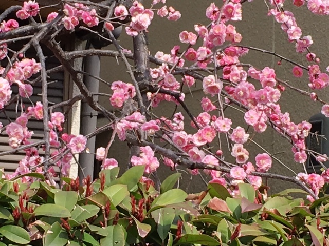 a0216818_16310301.jpg