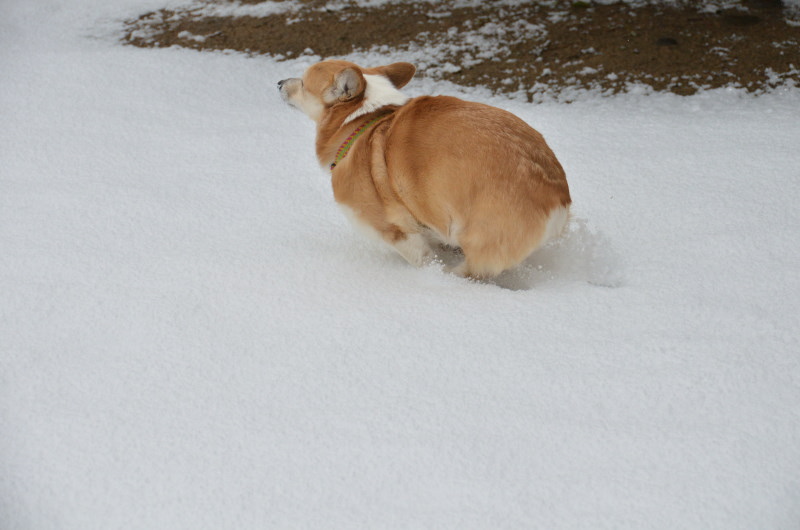 昨日から雪です_a0355726_14181025.jpg