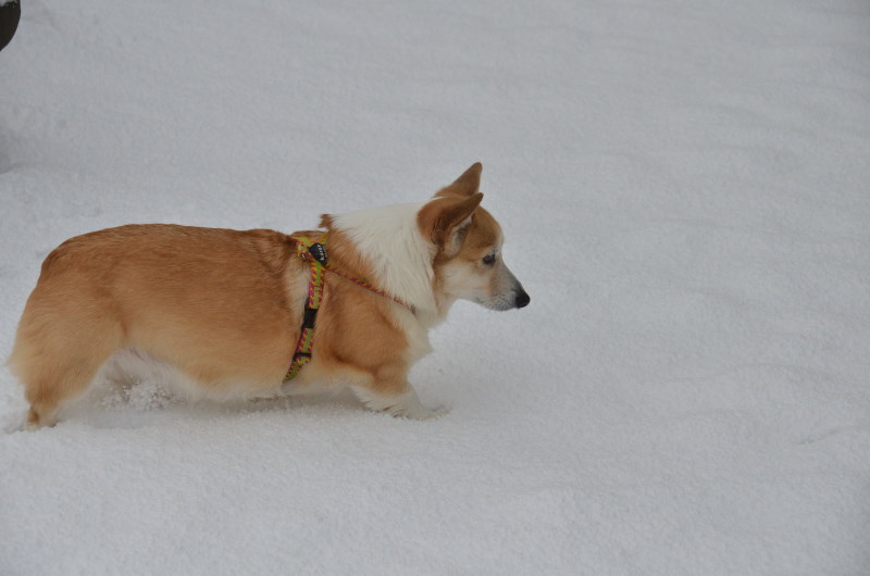 昨日から雪です_a0355726_141884.jpg