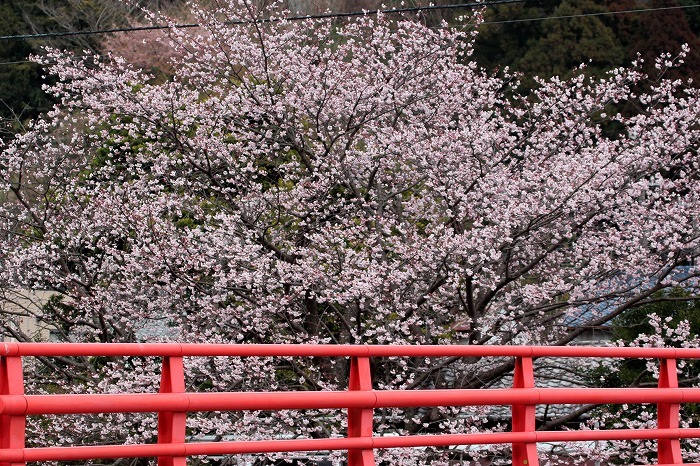 桜の風景_f0327034_21383528.jpg