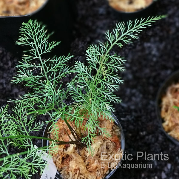 南米のリュウビンタイやベゴニア、アンスリウムなどなど入荷～ : ビー