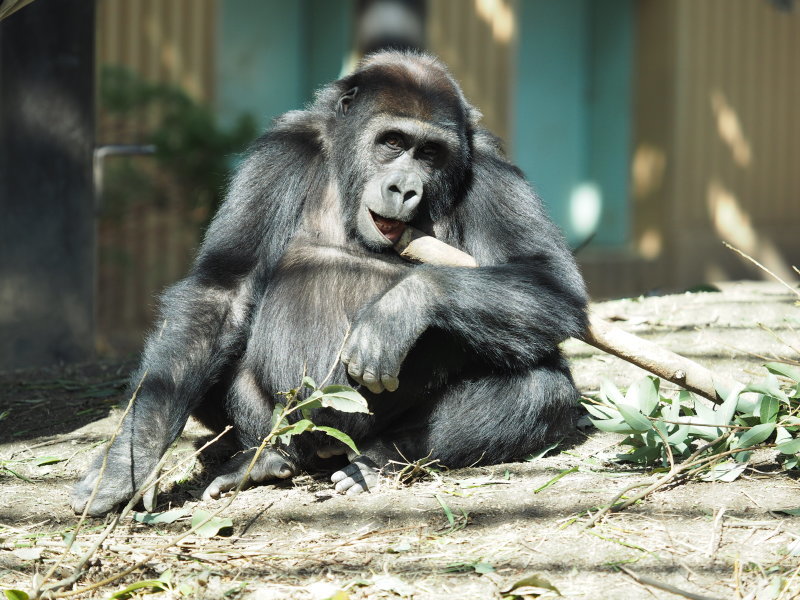 gori2gorilla | タワーでくつろぐシャバーニ （写真の出来は