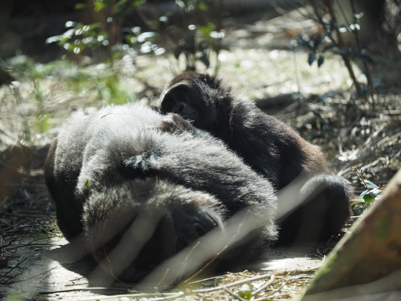 ゴリラ舎に春の陽気 京都市動物園2017/3/4 : ヒトのたぐい ゴリラ舎に春の陽気 京都市動物園2017/3/4 : ヒトのたぐい