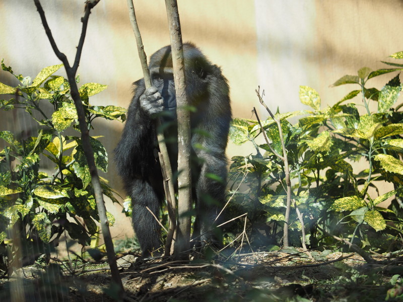 ゴリラ舎に春の陽気 京都市動物園2017/3/4 : ヒトのたぐい