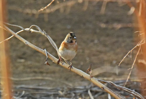 野火止の冬鳥アトリ II　Brambling_f0206939_22582280.jpg