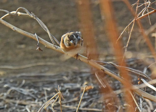 野火止の冬鳥アトリ II　Brambling_f0206939_22583671.jpg