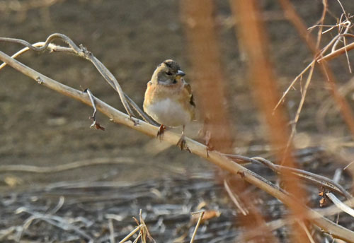 野火止の冬鳥アトリ II　Brambling_f0206939_22584827.jpg