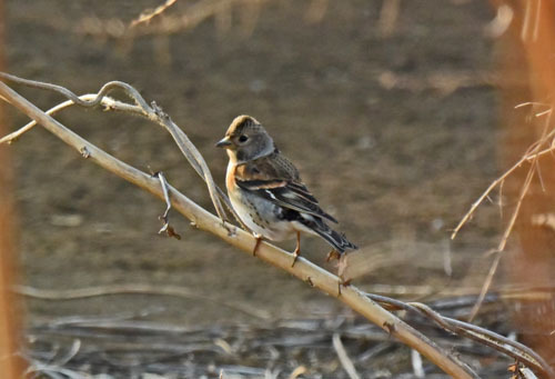 野火止の冬鳥アトリ II　Brambling_f0206939_22590146.jpg