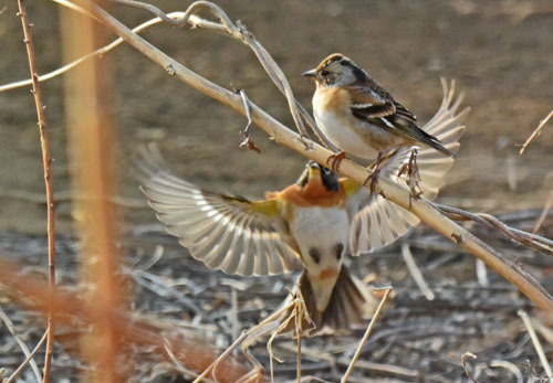 野火止の冬鳥アトリ II　Brambling_f0206939_22591497.jpg