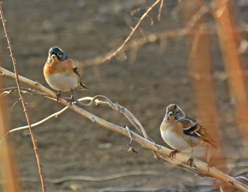 野火止の冬鳥アトリ II　Brambling_f0206939_22594399.jpg