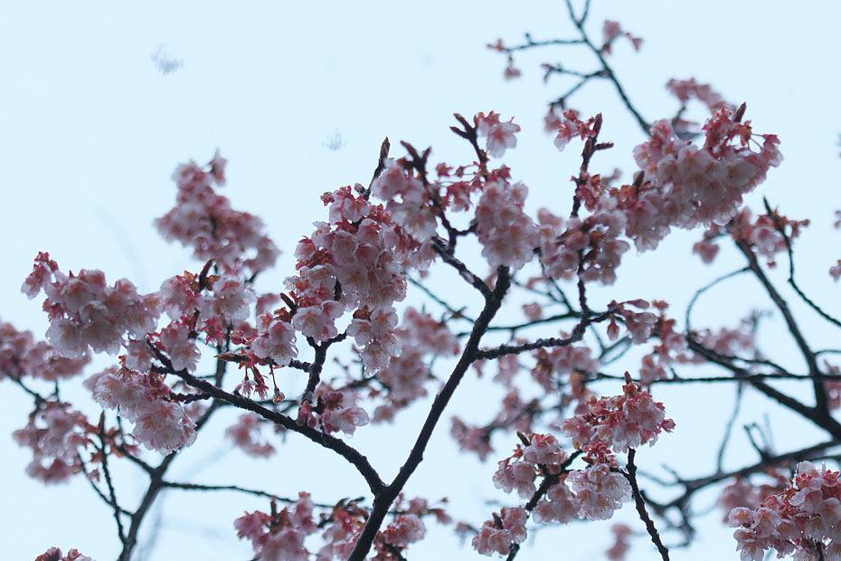 雪　桜_c0067040_23452105.jpg