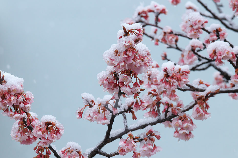 雪　桜_c0067040_23455613.jpg