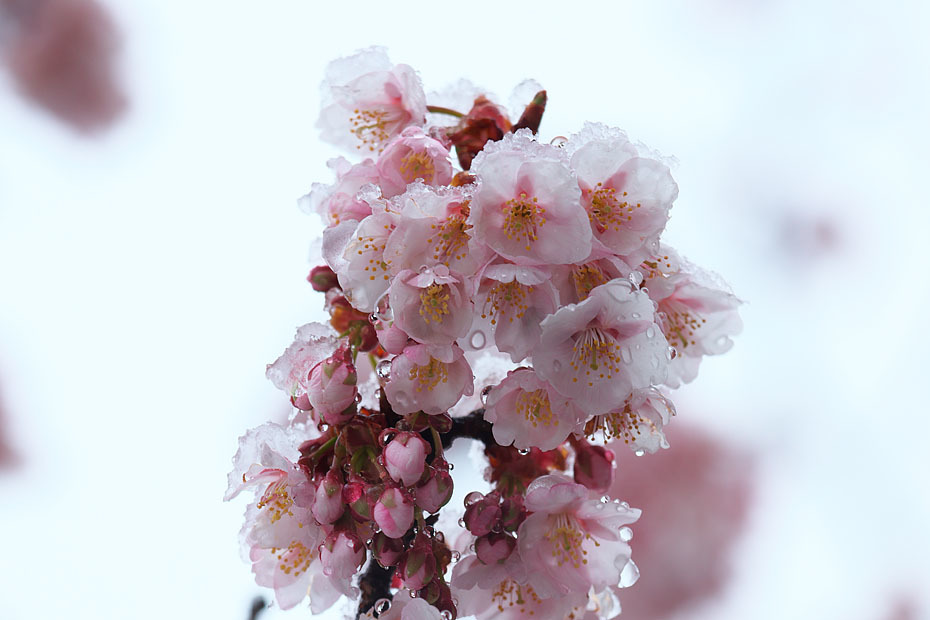 雪　桜_c0067040_23460504.jpg