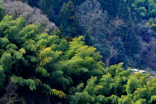 c0093046_841479.gif