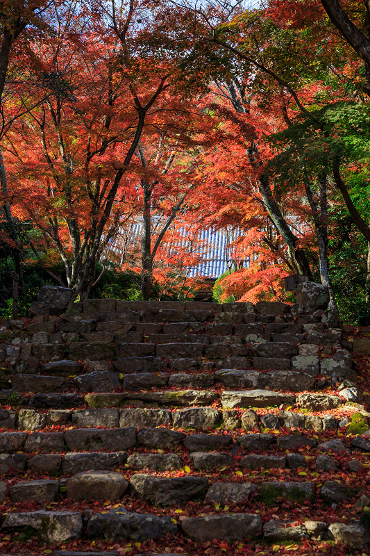京都の紅葉2016 浄住寺参道の紅葉_f0155048_23483541.jpg