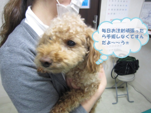 【お腹を開かなくて済んだトイプードル】_b0059154_1194087.jpg