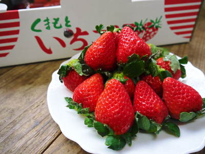 熊本イチゴ『さがほのか』　美味しさと安全にこだわる朝採りの新鮮イチゴを数量限定で大好評販売中！_a0254656_17291195.jpg