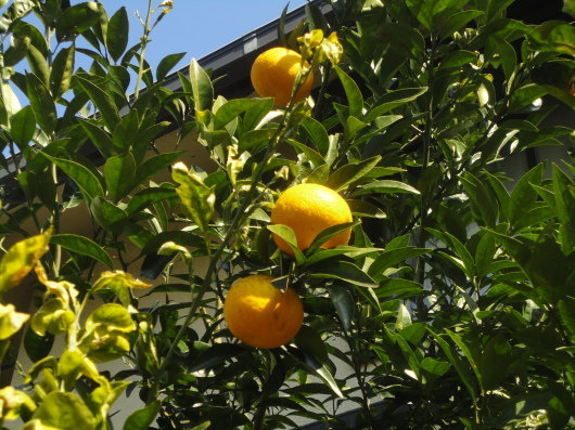a0313956_10315896.jpg