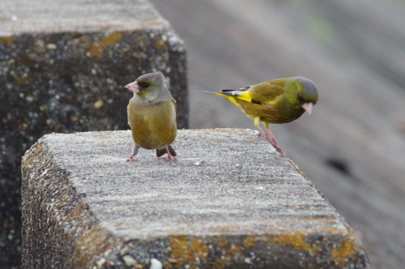 カワウ　キンクロ　カワラヒワ　モズ_d0256061_12304814.jpg