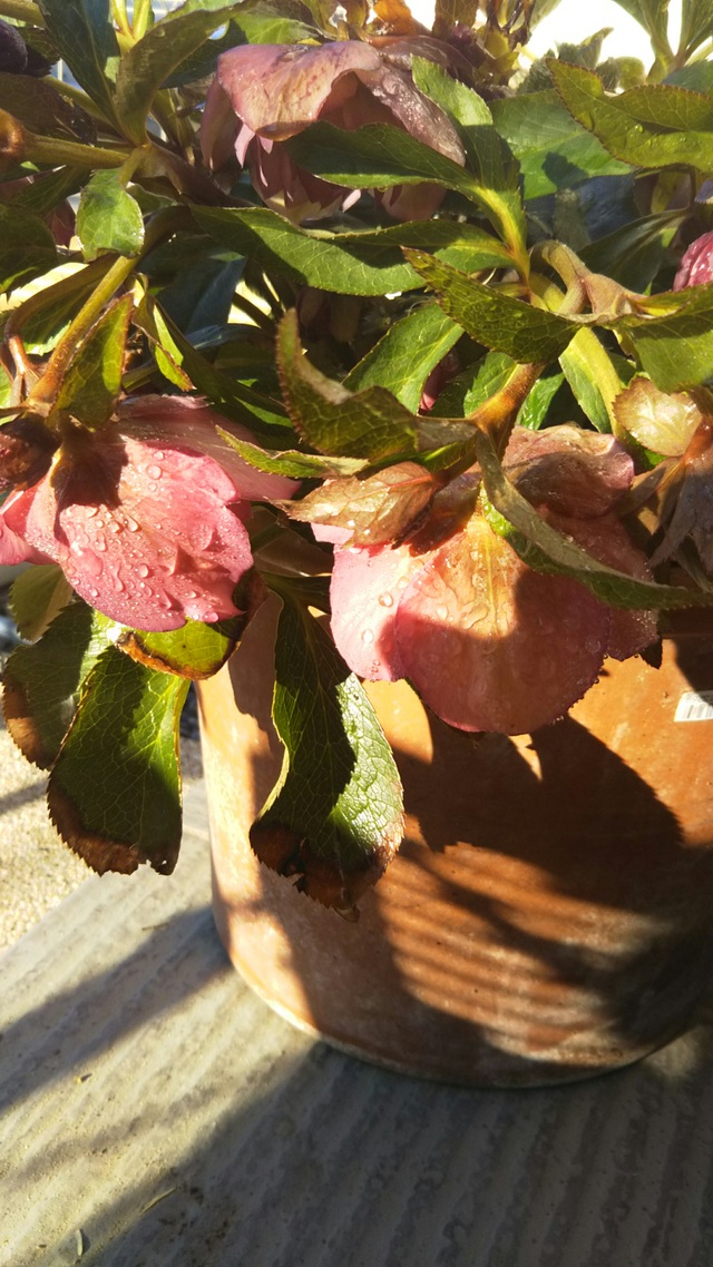 c0149167_7424176.jpg