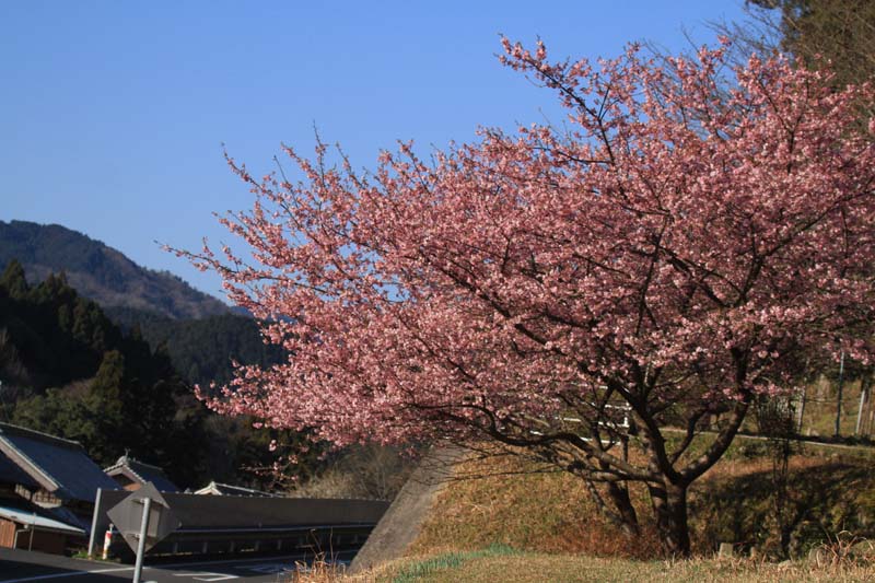 河津桜_c0177785_12364766.jpg