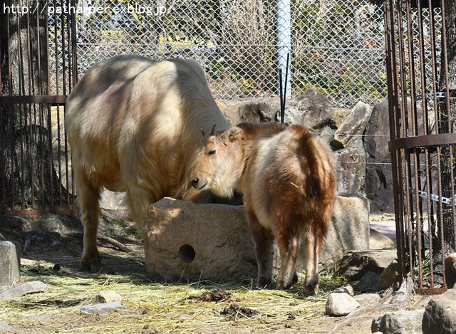 ２０１７年２月　白浜パンダ見隊３　その５　アサコとノゾミの諍い_a0052986_7215086.jpg