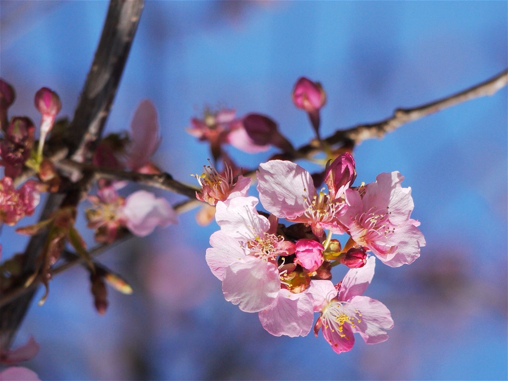 緋　寒　桜_e0139788_20225304.jpg