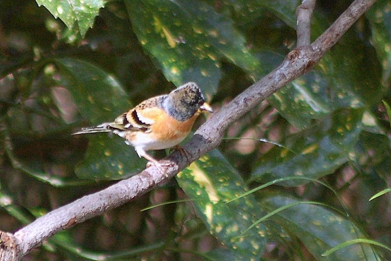 c0057390_795688.jpg