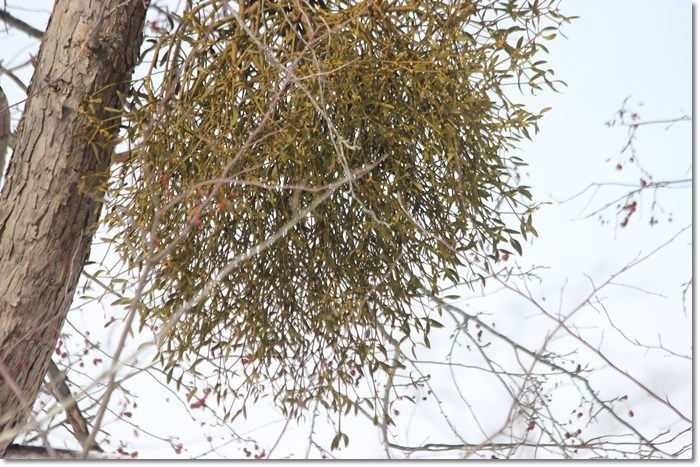 f0146493_23233809.jpg