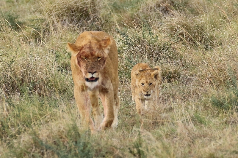 狩りに出かけるライオンは赤ちゃんたちを藪の中に隠し、狩りが成功すると迎えに行きます（４日目のサファリ）_b0291402_07493207.jpg