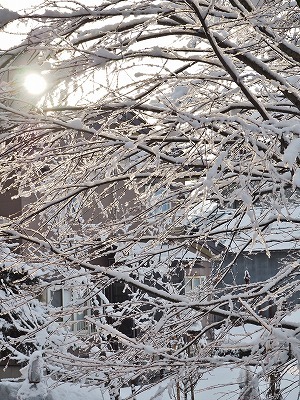 春の雪_c0336902_21252562.jpg