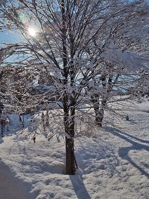 春の雪_c0336902_21253217.jpg