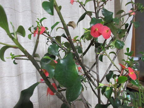 a0203003_2152746.jpg