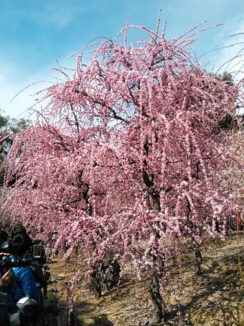 城南宮の梅_c0149408_10352183.jpg