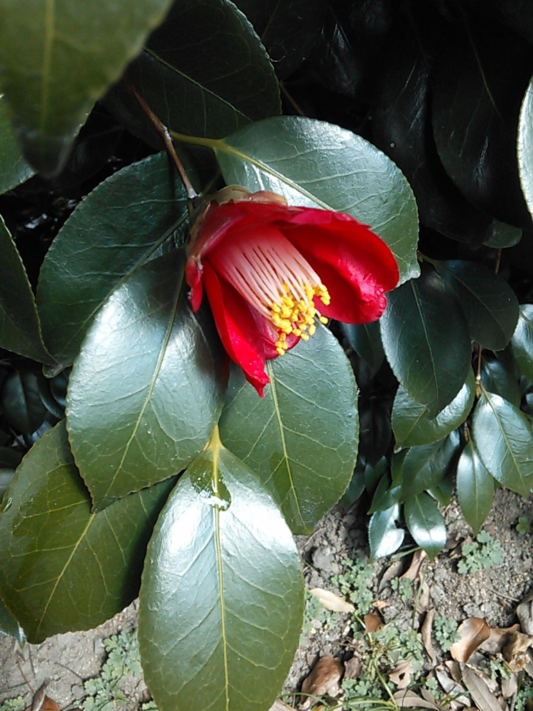 c0149408_10353146.jpg