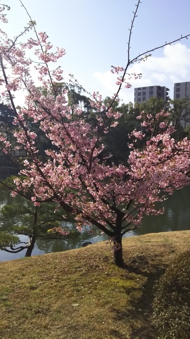梅や河津桜が満開、縮景園_e0094315_10253145.jpg