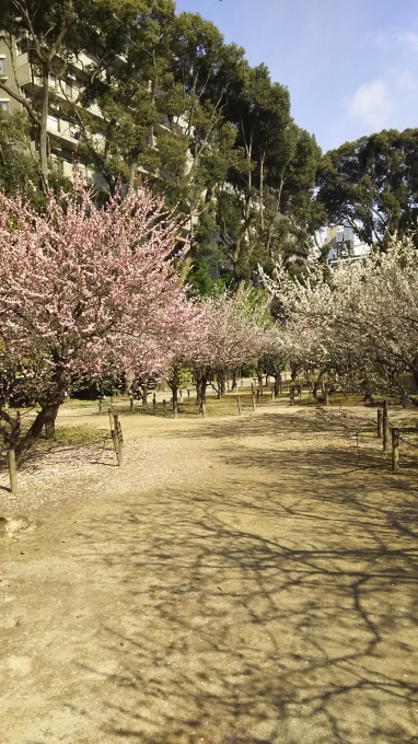 梅や河津桜が満開、縮景園_e0094315_10255469.jpg