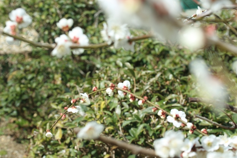 茶LON (41)_b0220318_10375982.jpg