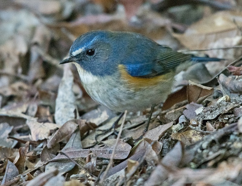 e0331427_9443172.jpg