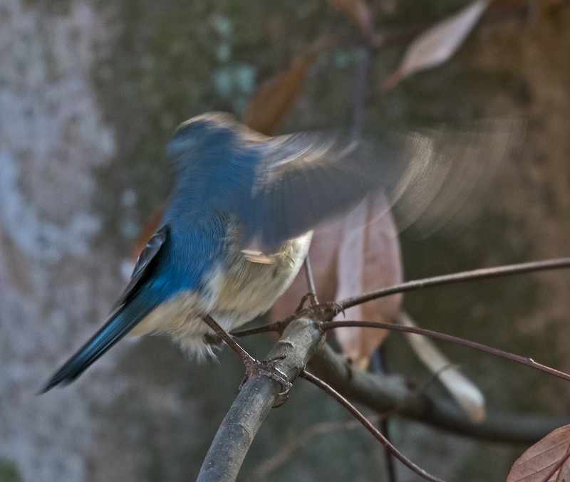 e0331427_944320.jpg