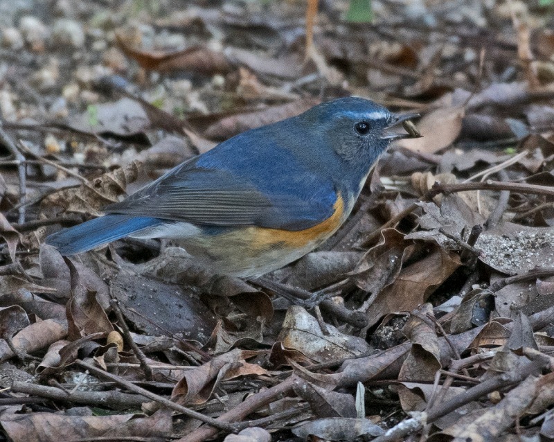e0331427_9445656.jpg