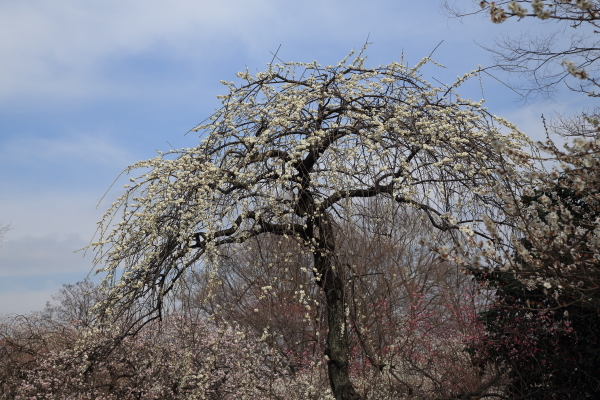 ラブのお友達散歩会・大宮第二公園その２_f0229832_08391362.jpg