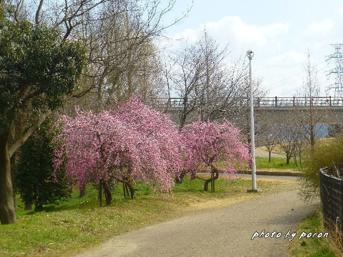 山田池公園で開花した「呉服（くれは）枝垂れ梅」の様子です。_c0137342_14343864.jpg