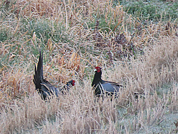 f0214649_03162105.jpg