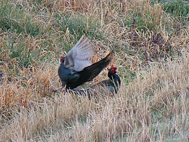 f0214649_03210520.jpg
